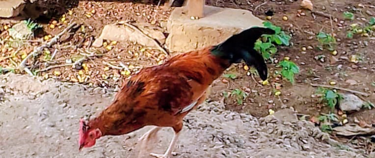 IMG-20251020-WA0012~2