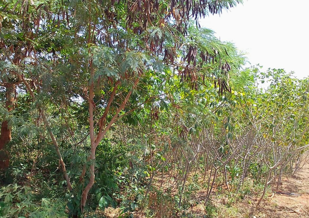 IMG-20251020-WA0013~2